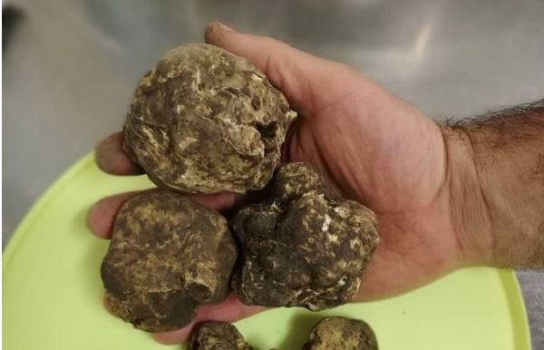 Il Tartufo